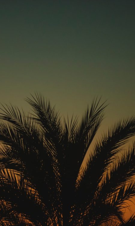 Palme bei Sonnenuntergang